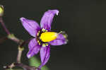 Climbing nightshade